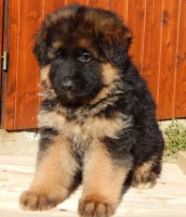 /album/a6-weeks/stence-d-6-weeks-070-jpg/
